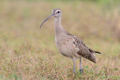 Long-billed Curlew