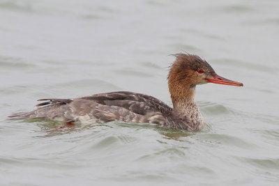 Red-breasted Merganser