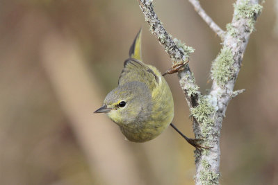 Orange-crowned Warbler