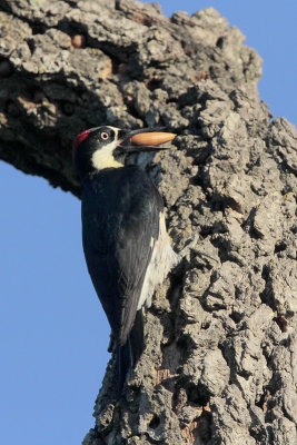 Acorn Woodpecker