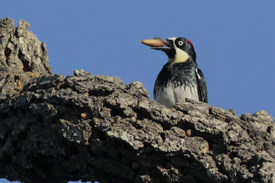 Acorn Woodpecker