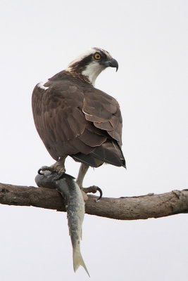 Osprey