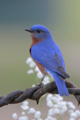 Eastern Bluebird