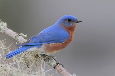 Eastern Bluebird