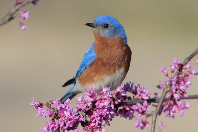 Eastern Bluebird