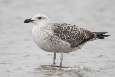 Great Black-backed Gull