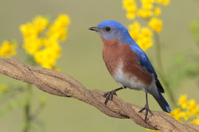 Eastern Bluebird