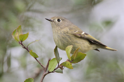 Ruby-crowned Kinglet