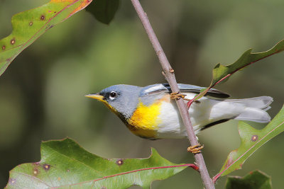 Northern Parula