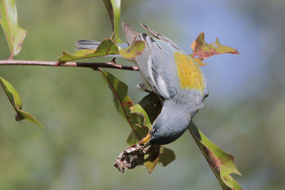 Northern Parula