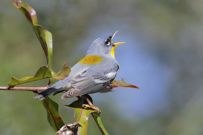 Northern Parula