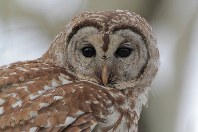 Barred Owl