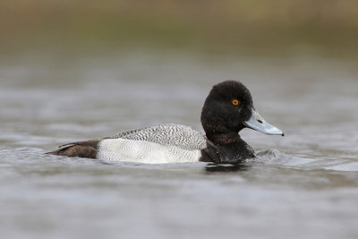 Lesser Scaup