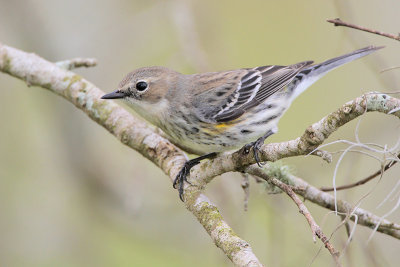 Yellow-rumped Warbler