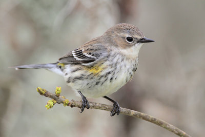 Yellow-rumped Warbler