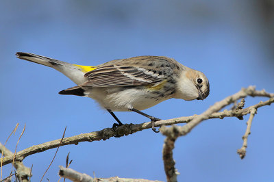 Yellow-rumped Warbler