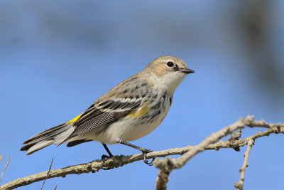 Yellow-rumped Warbler