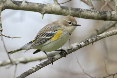 Yellow-rumped Warbler