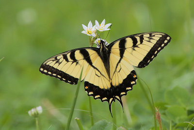 Eastern Tiger Swallowtail