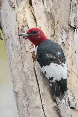 Red-headed Woodpecker