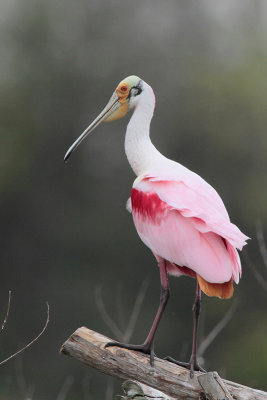 Roseate Spoonbill
