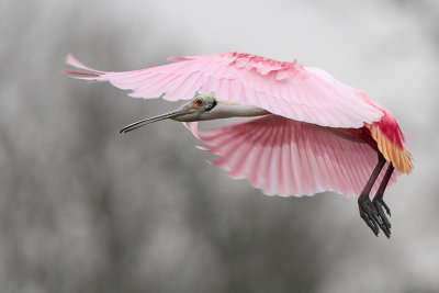 Roseate Spoonbill