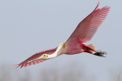 Roseate Spoonbill