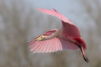 Roseate Spoonbill