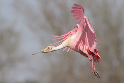 Roseate Spoonbill