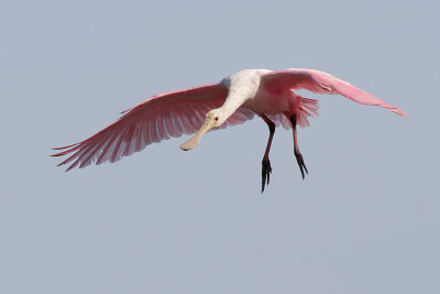 Roseate Spoonbill