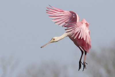 Roseate Spoonbill