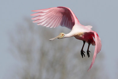 Roseate Spoonbill