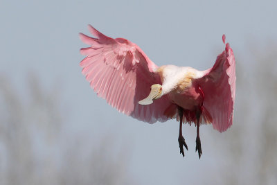 Roseate Spoonbill