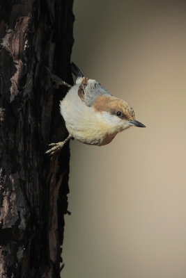 Brown-headed Nuthatch