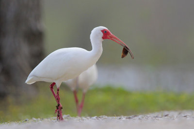 White Ibis w/Leech