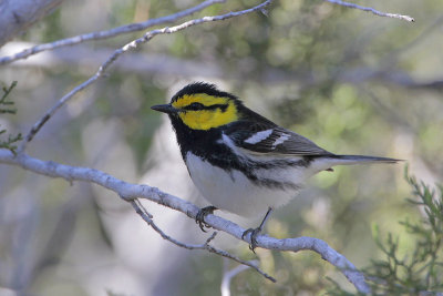 Golden-cheeked Warbler