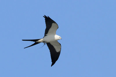Swallow-tailed Kite w/Anole