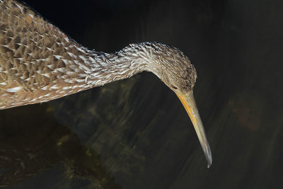 Limpkin