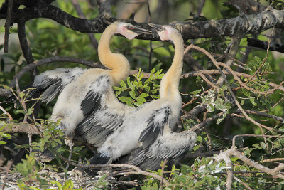Anhinga
