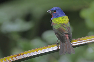 Painted Bunting