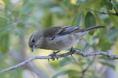 Western Spindalis