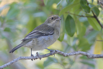 Western Spindalis