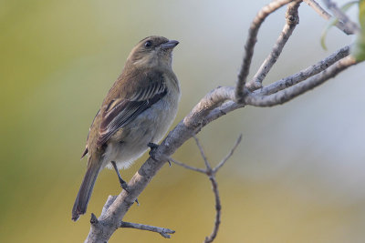 Western Spindalis