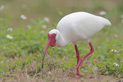 White Ibis