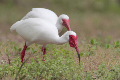 White Ibis