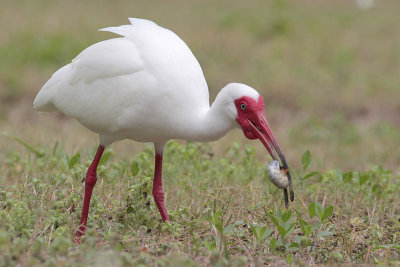 White Ibis