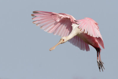Roseate Spoonbill