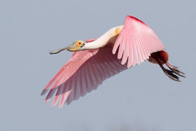 Roseate Spoonbill