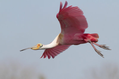 Roseate Spoonbill