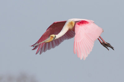 Roseate Spoonbill